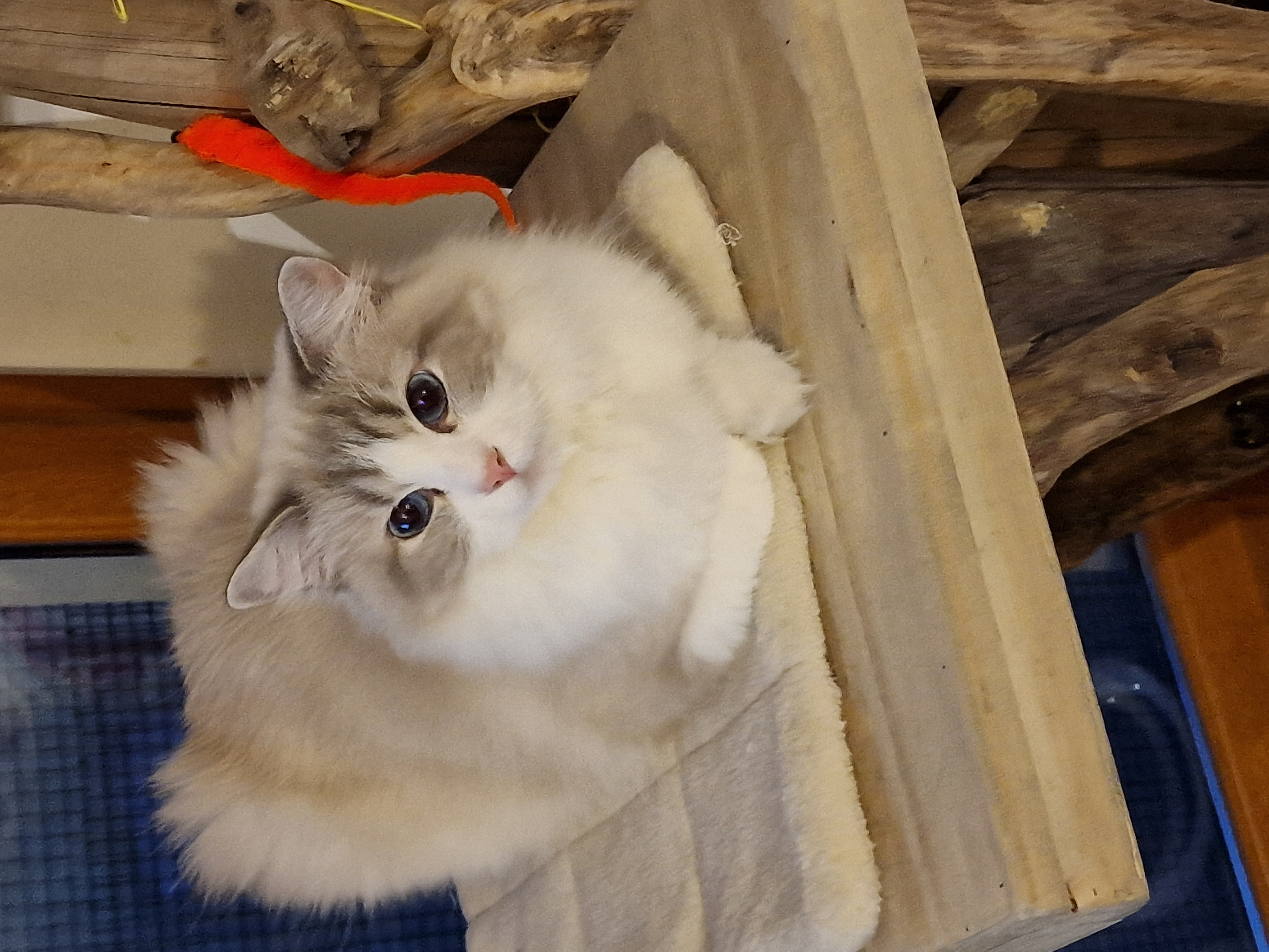chat aux yeux bleus