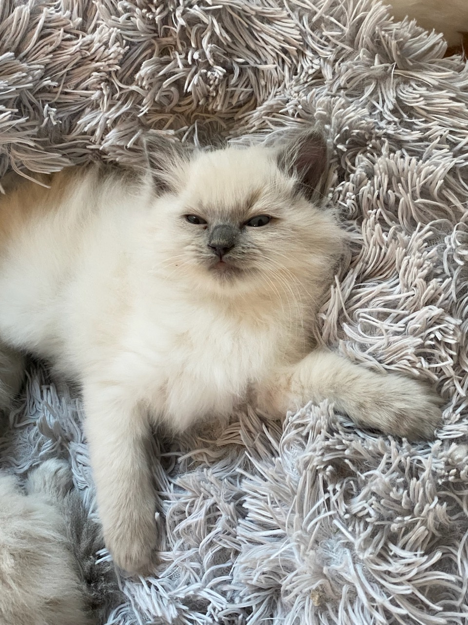 chat ragdoll