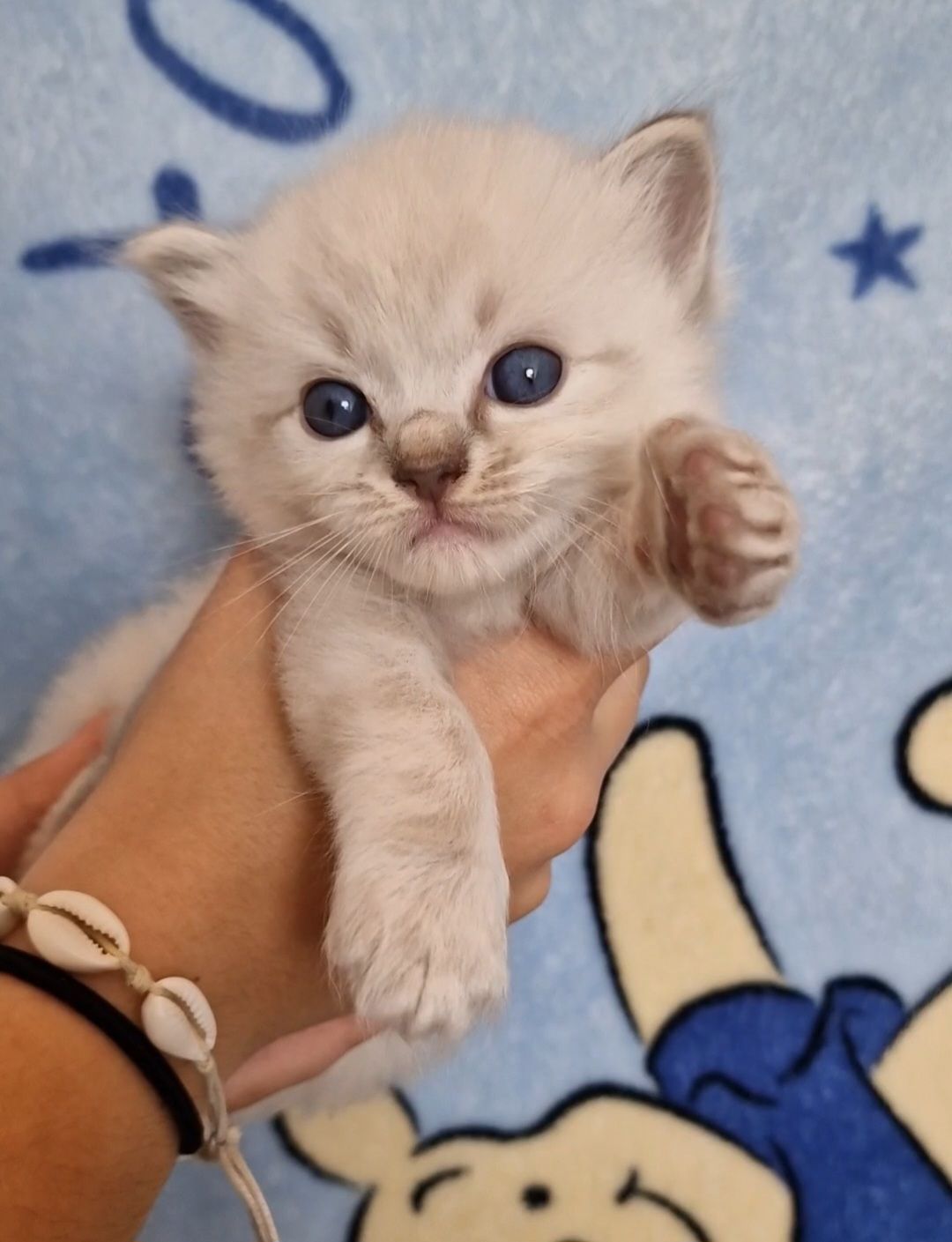 petits chatons