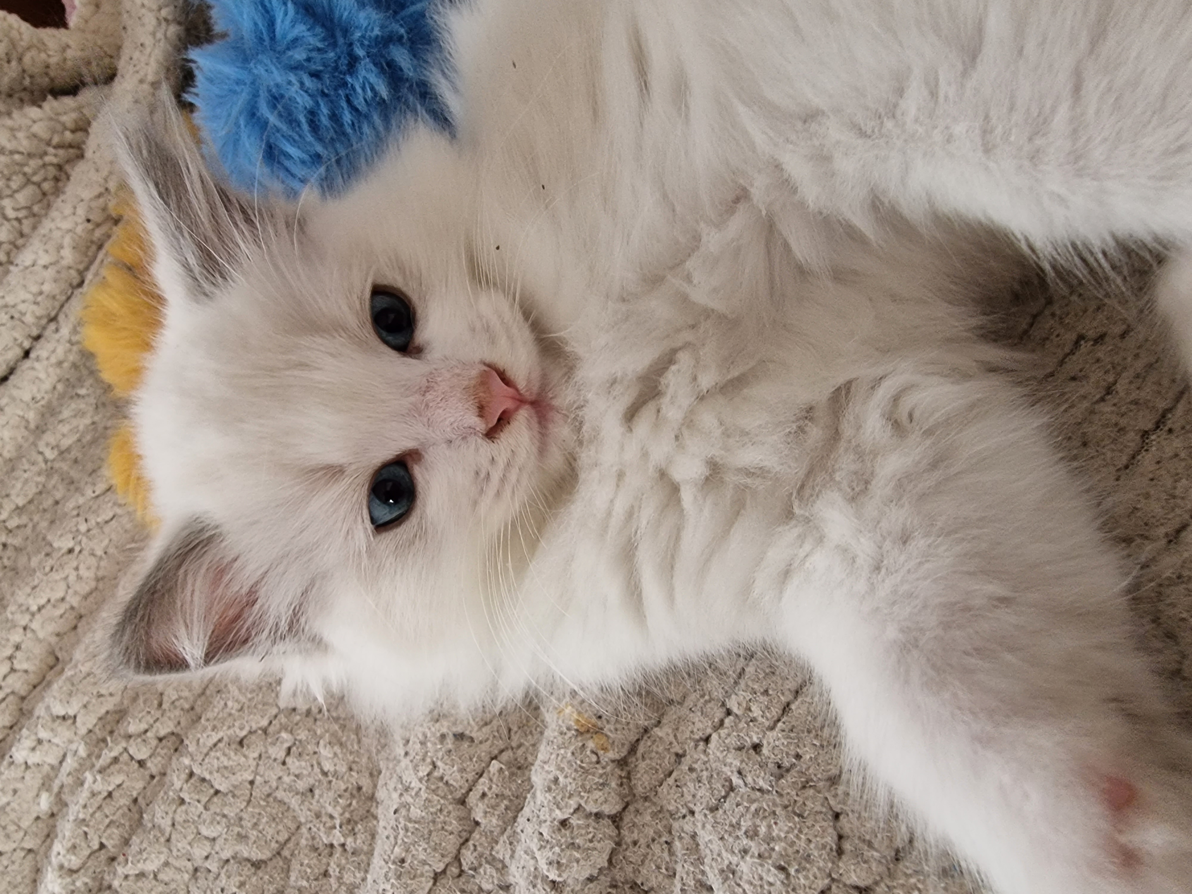 chat adulte